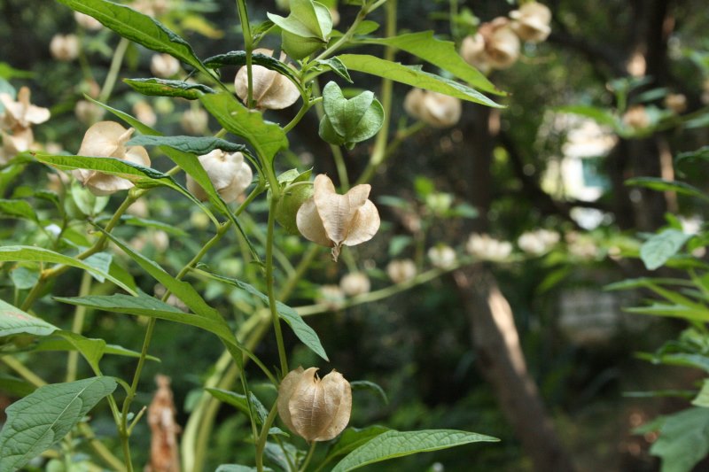 Nicandra physalodes / Nicandra